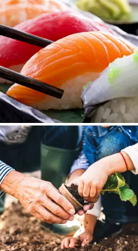 Picture of Sushi and People Potting Plants Picture of Sushi and People Potting Plants